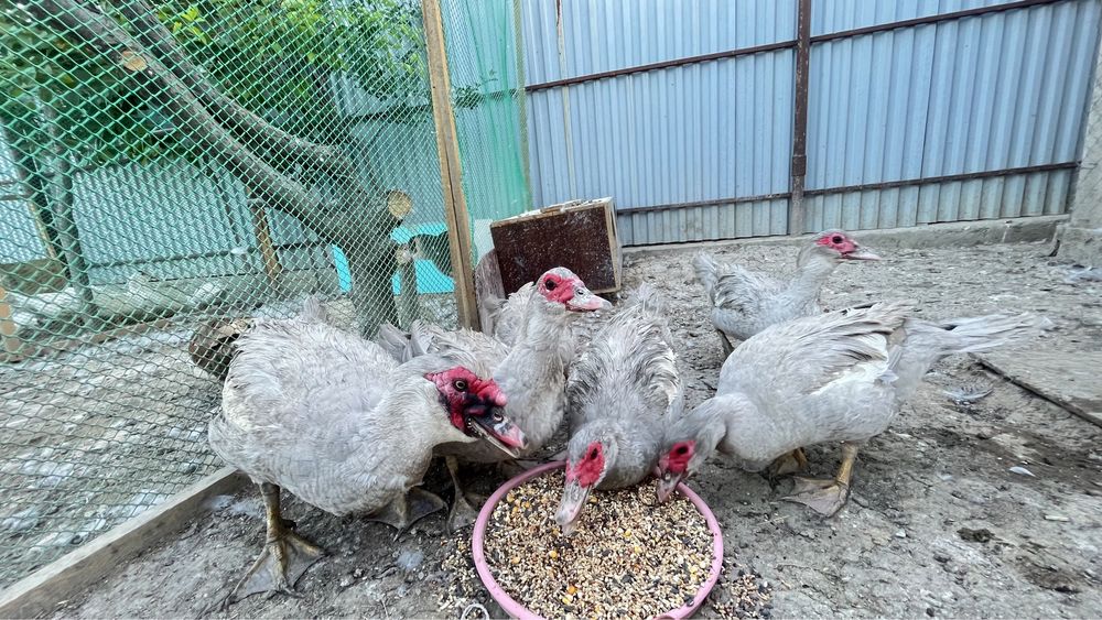 Мусксный утка Индаутка