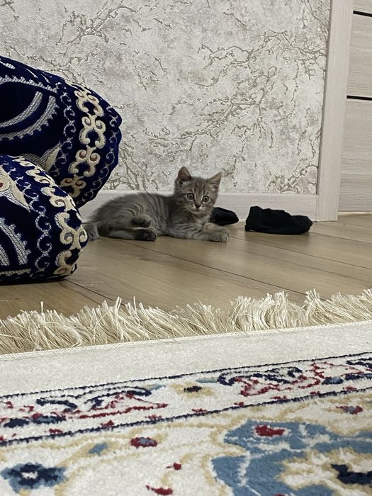 Котенек в добрые руки