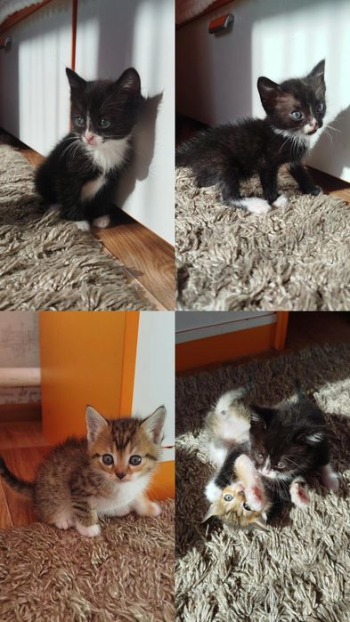 Отдам котят в хорошие руки
