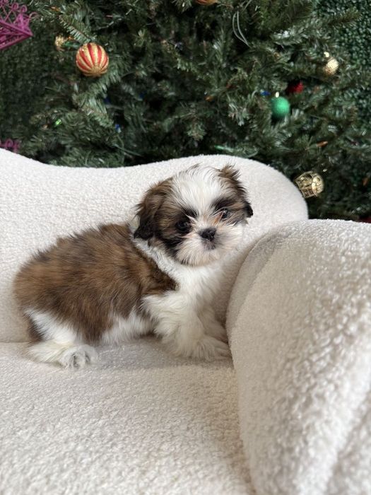 Shih Tzu femela cu pedigree tip A