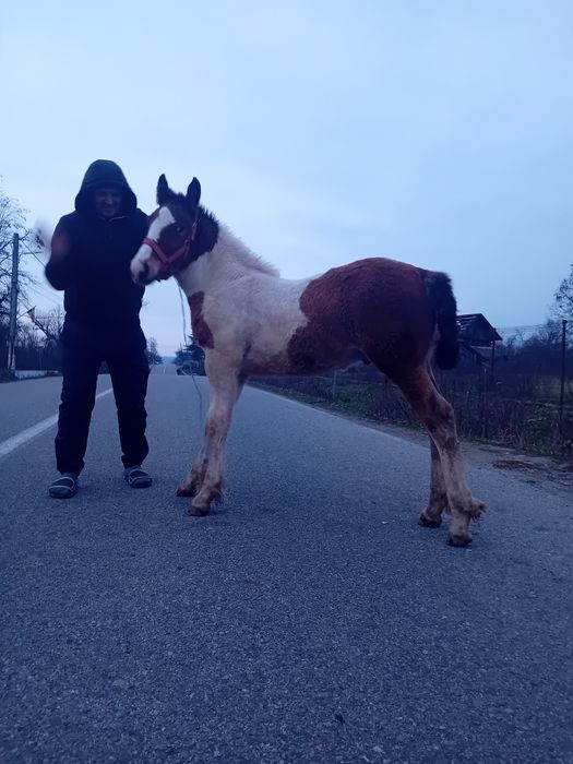 Vand manz gypsy vanar vârstă 3 luni  manzul se da la 4 luni