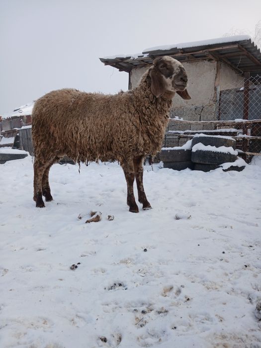 Berbec bergamasca/sârbesc