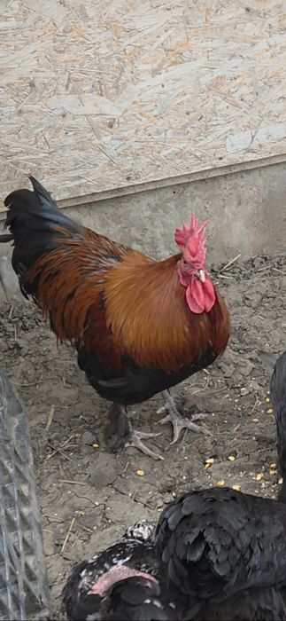 Cocos marans,gaina olive si puisori