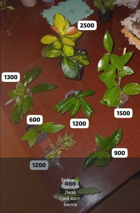 Суккуленты,полянки,укореняшки,срезы