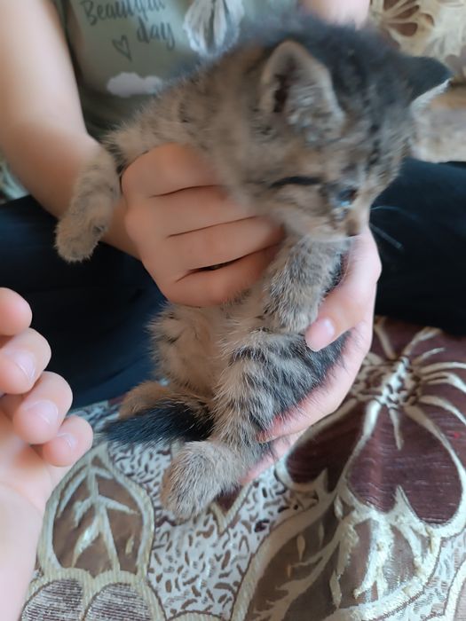 Сера белые котята один котёнок