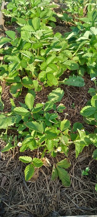 Продам дачу по красноярской трассе