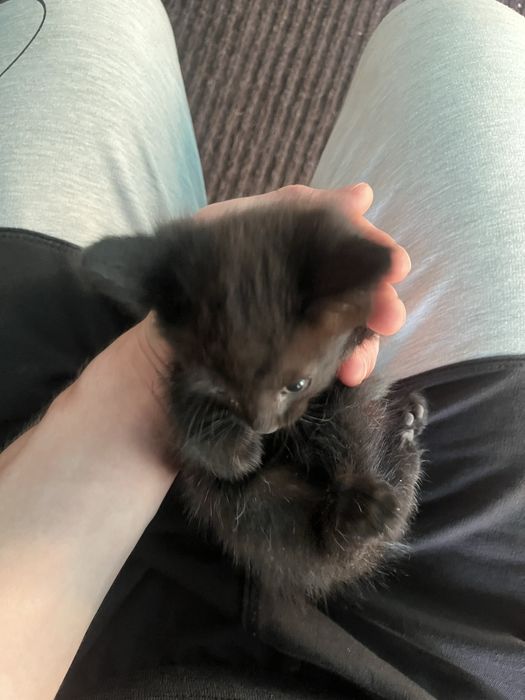 Милые ласковые котята