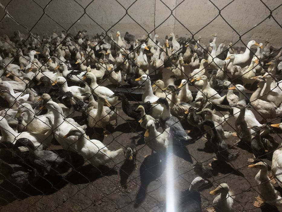 Optom ordaklar sotiladi