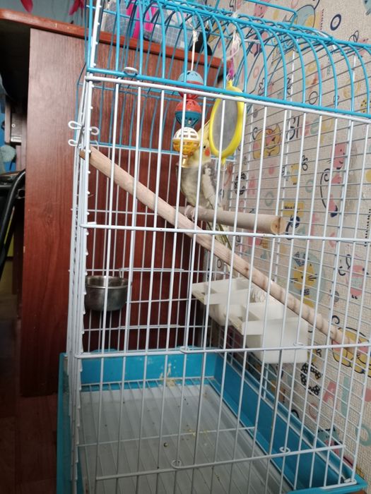 Продам попугая Карелла с клеткой