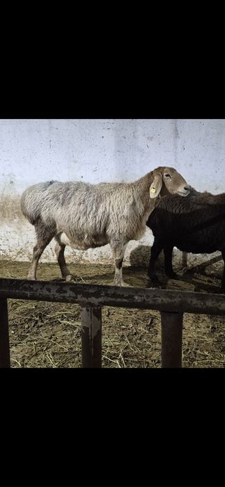 Арашан қойлар - Арашаны овцематки