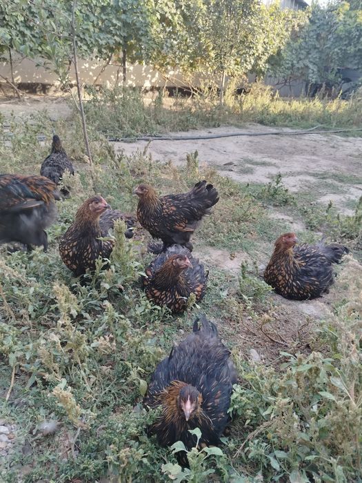 Продам куры конхинхин