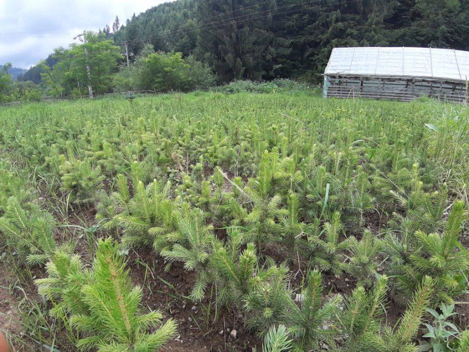 Molid argintiu american 4 ani- Picea pungens Glauca Arizona Apache