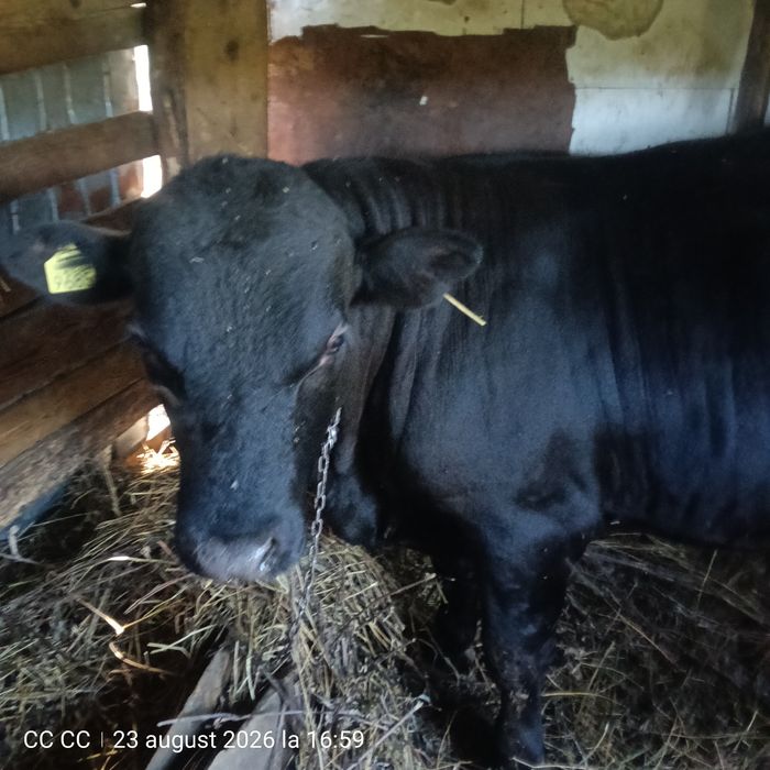 Vând Taur Angus 1