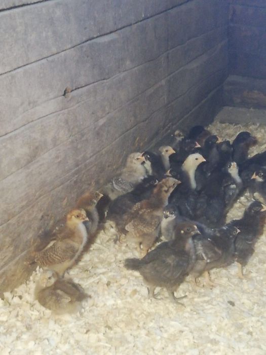 Продам цыплят разных пород