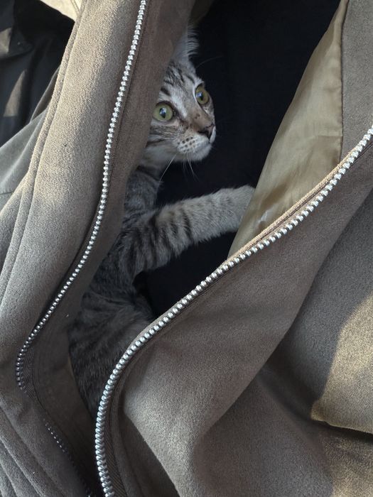 Котенок мальчик отдам сами привезем