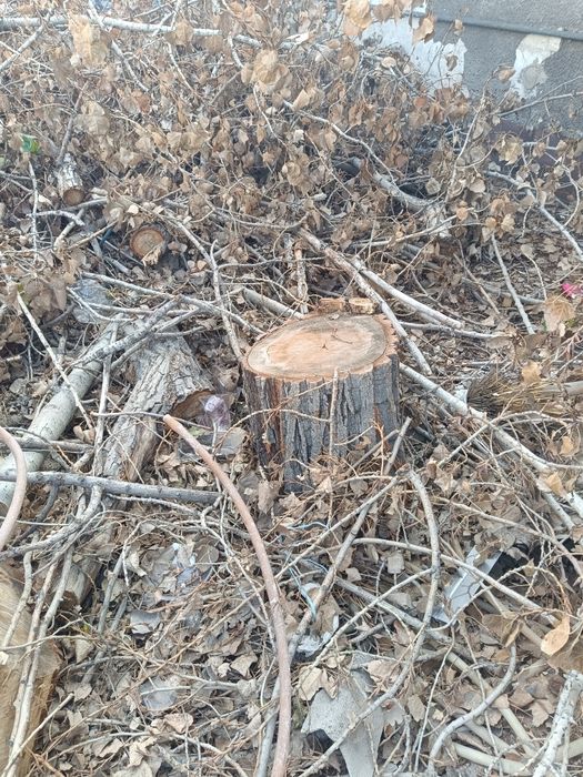 Отдам драва бесплатно