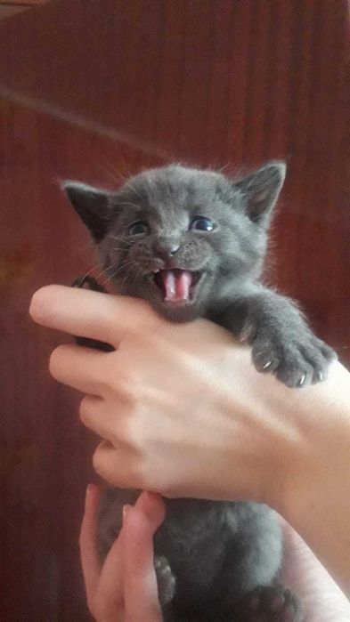 Котята балинезо-бомбейские