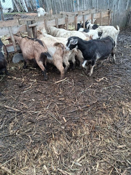 20 Capre de vânzare /jumătate fătate