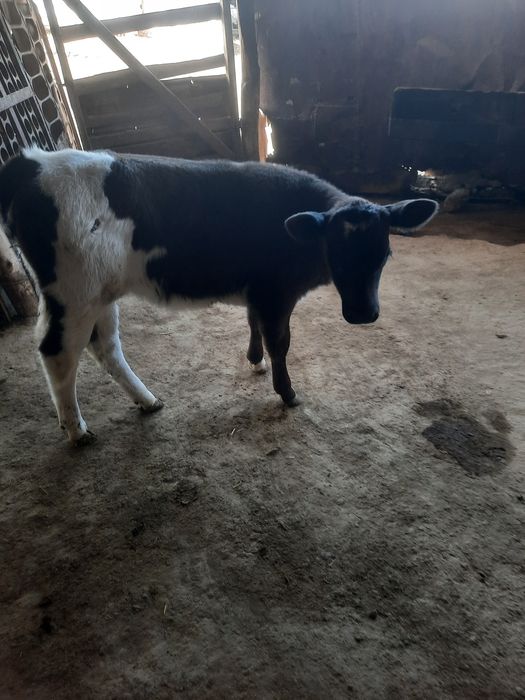 Продам тёлочку бычка