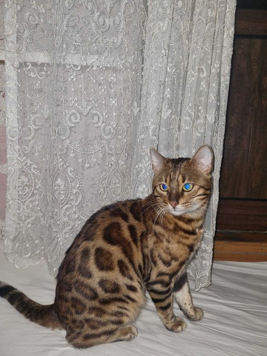 Чистокровный бенгал цвета брауни