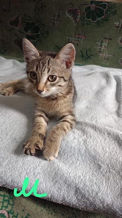 Котята  2 месяца в добрую семью