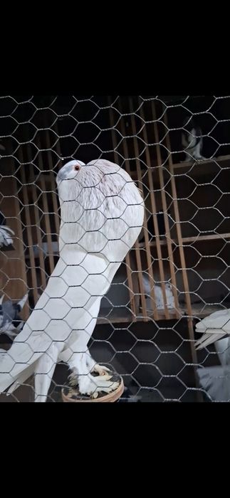 Vand gusati de pomerania si creti francezi