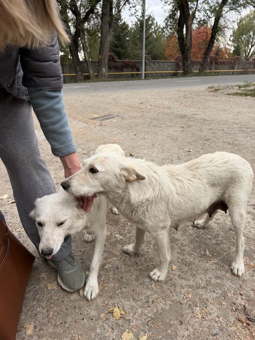 Щенята и собаки в добрые руки бесплатно
