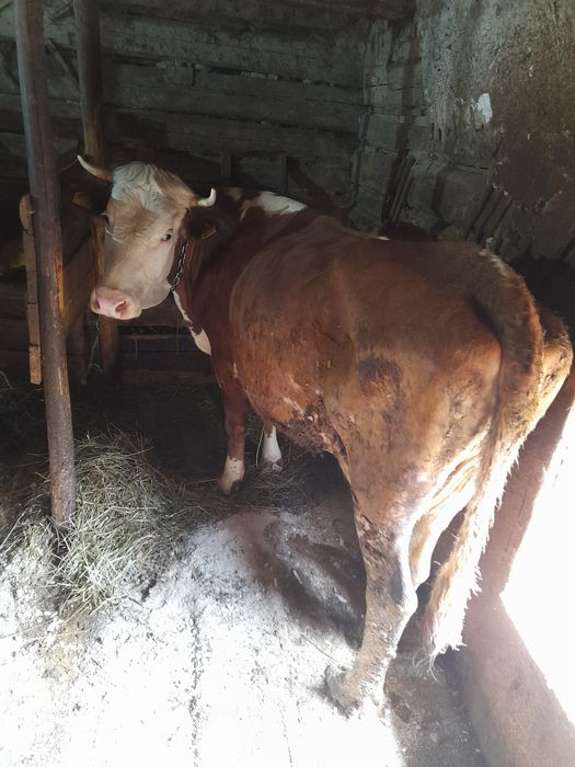 Vaca baltata de 3 vitei