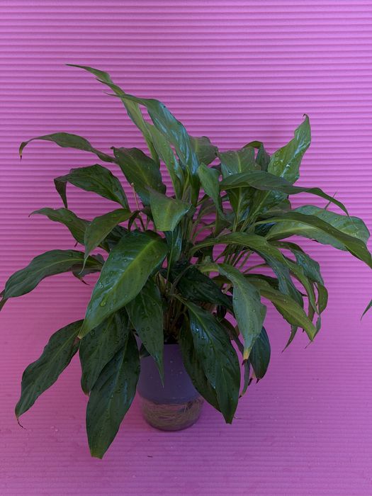 Спатифиллум, 2 вида