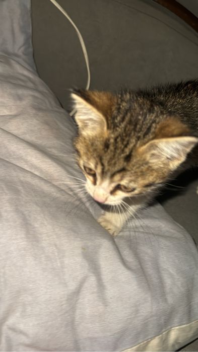отдам котенка мальчик