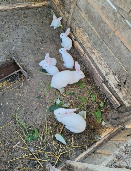 Iepuri de vănzare