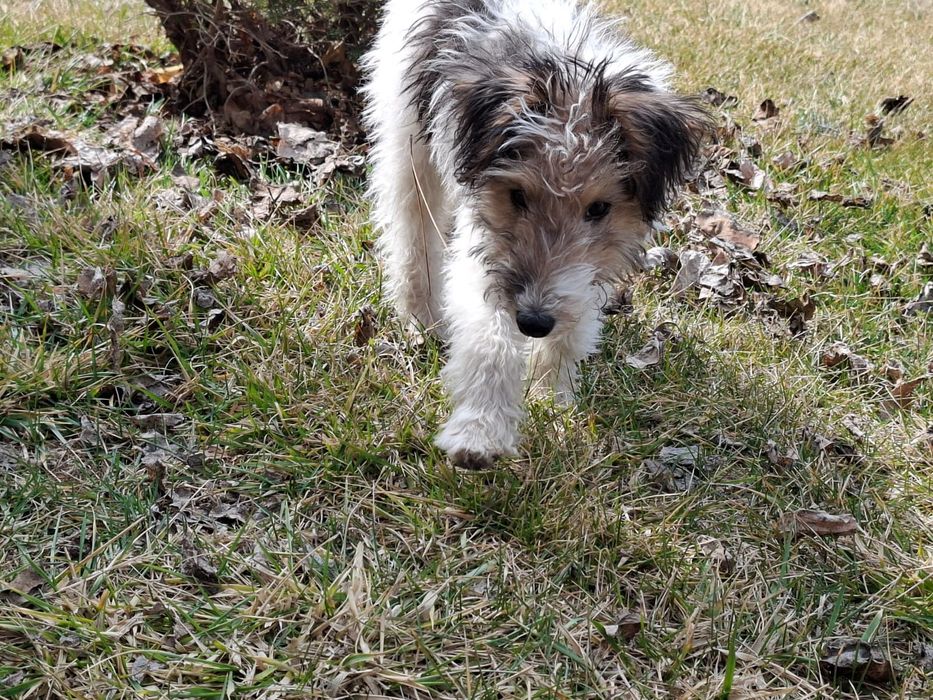 Продам фокстерьера девочку 4 месяца