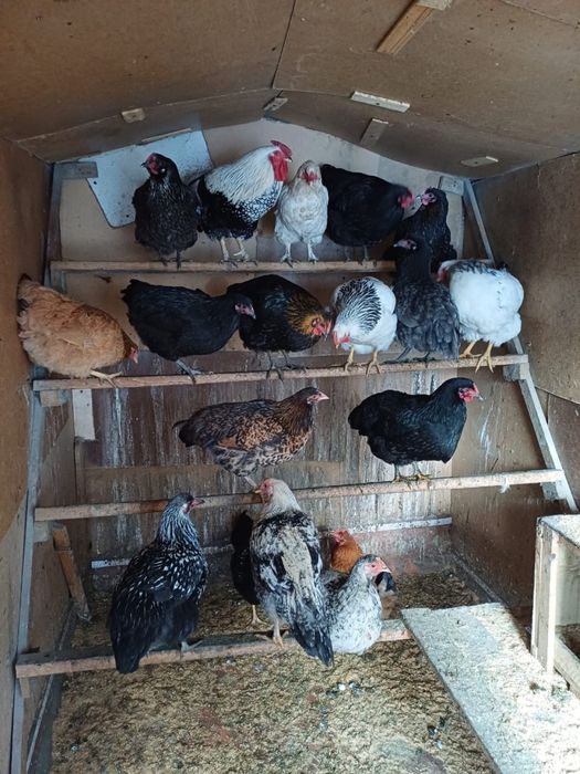 Продам курей домашних