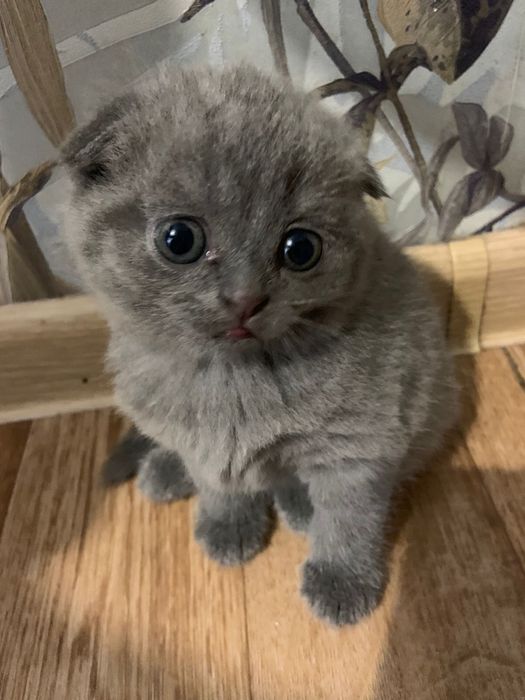 Продам очаравательных котят
