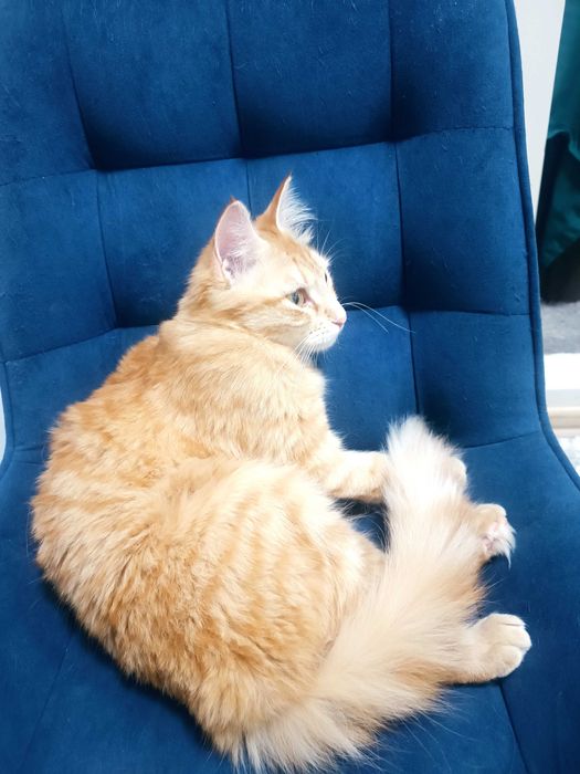 Девочка милашка, стерилизованная