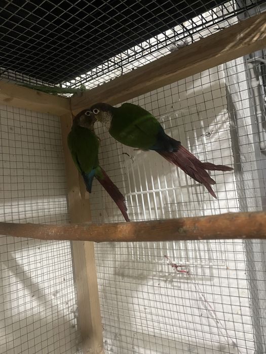 perura malina para sotiladi