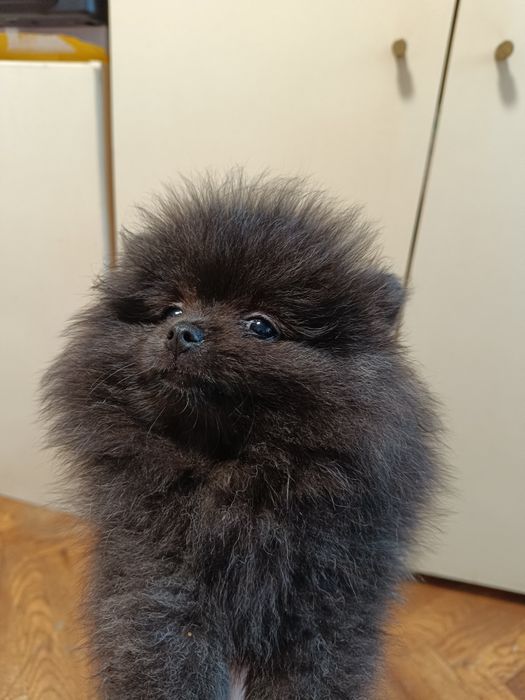 Померан мини момичета и момчета