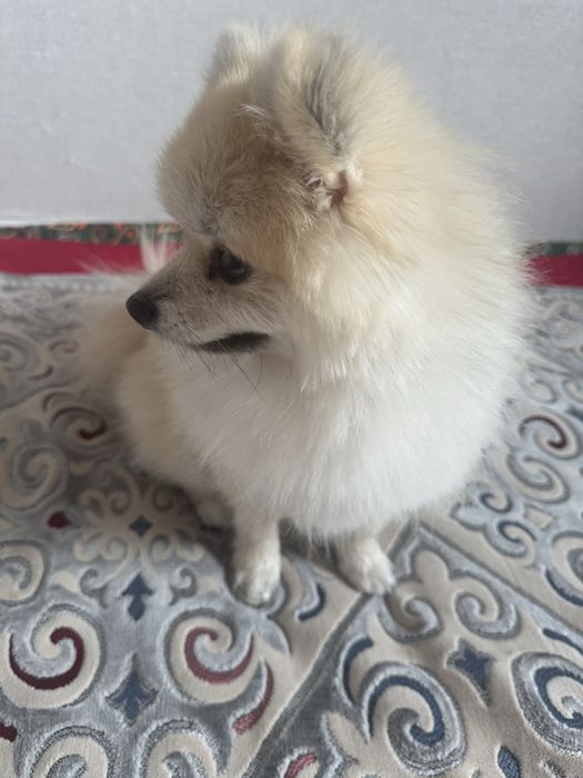 Щенок шпица 8 месяцев