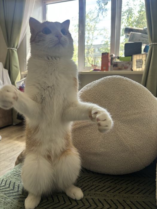 Отдам кота бесплатно 1год