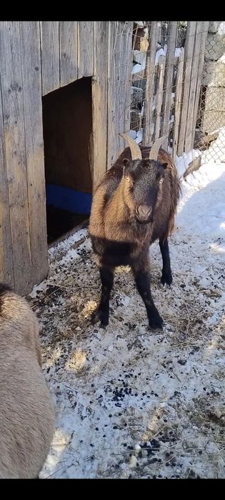 Două căprițe alpine