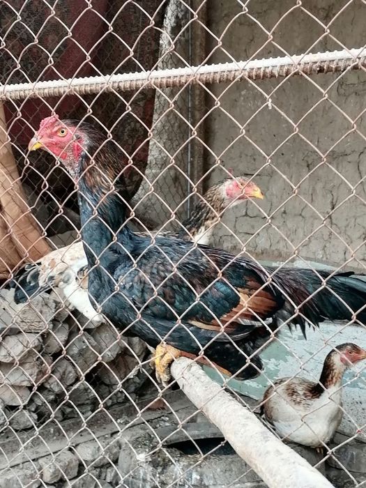 Agar hammasini olsangsiz 1,800,000 aksiya