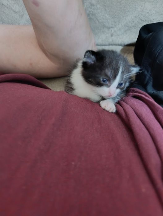 В добрые руки котят