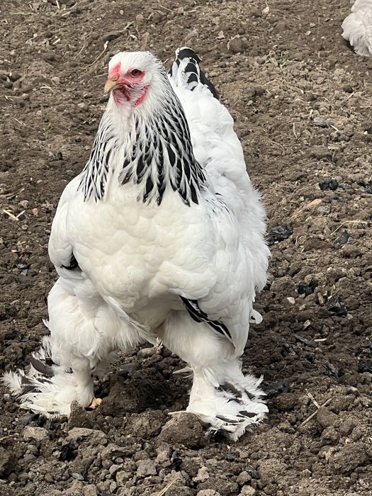 Oua incubat Brahma HD ;HDA