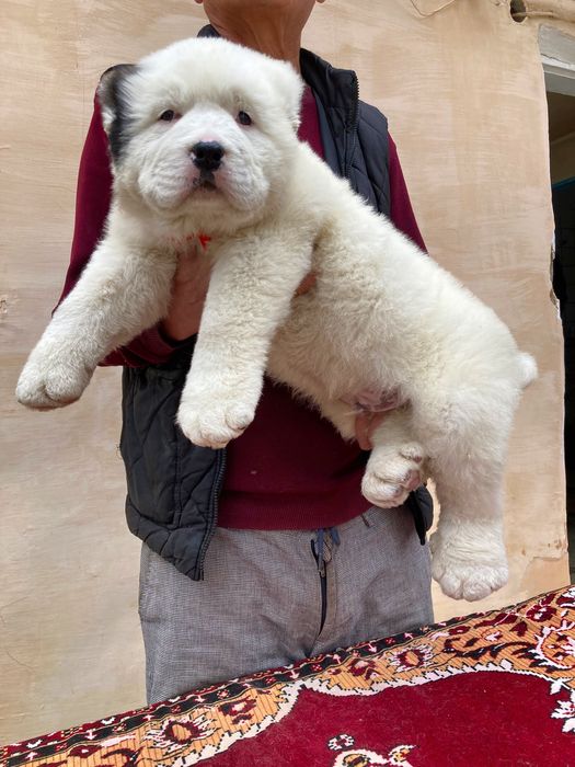 Щенок Алабая ( Супер Гигант )