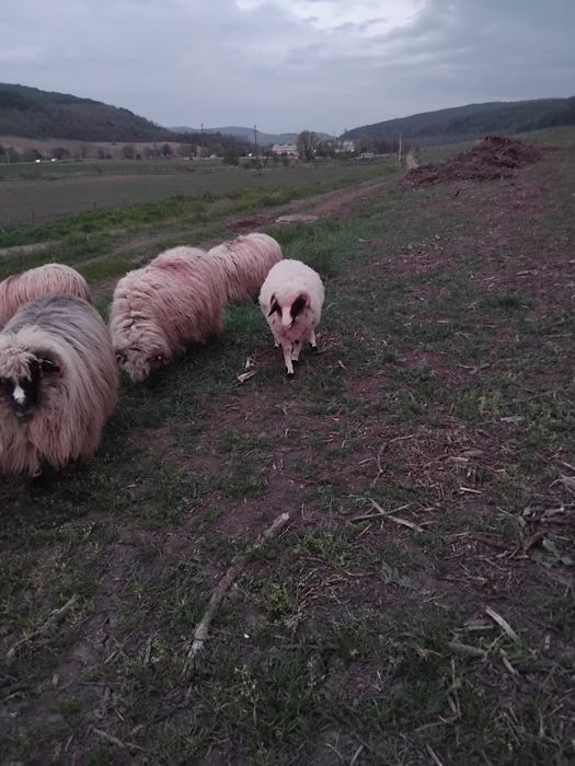 berbecuț de vănzare