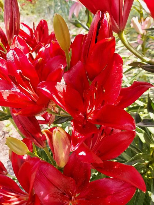 Продам луковицы лилии