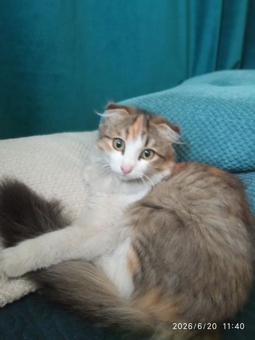 Вислоухий котёнок (девочка)