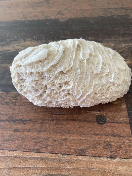 Corali Oceanul Indian