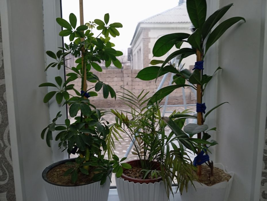 Продаётся цветы Шымкент