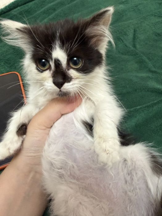 милые котикиииии